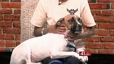 Dog of the Week: Ivey