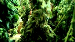 Trainwreck Harvest Part 1
