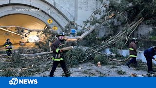 High winds send massive tree falling onto traffic on SF-Bay Bridge, damaging several cars