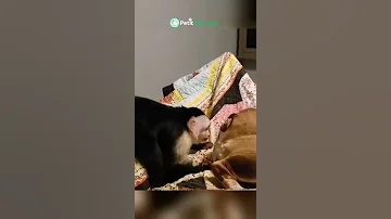خازوق 