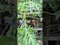 Papaya #papaya #tropicalfruit #backyardgardening #lanct #garden #gardening #fruitgarden #fruittrees