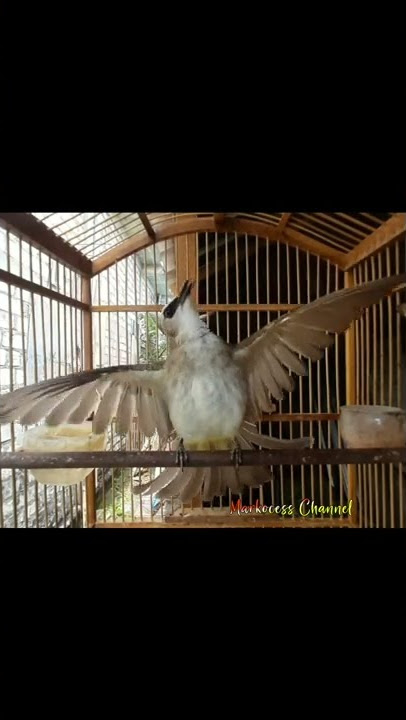 Trucukan Garuda Gagah Perkasa