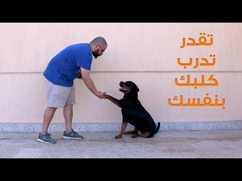 سكاي " كلب روت وايلر " وتدريبها - أنا والعصابة