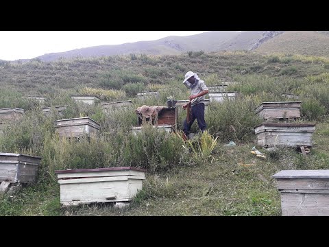 Video: Бал челек: даамдуу жана пайдалуу