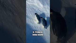Documentary Crew Save Dying Penguins