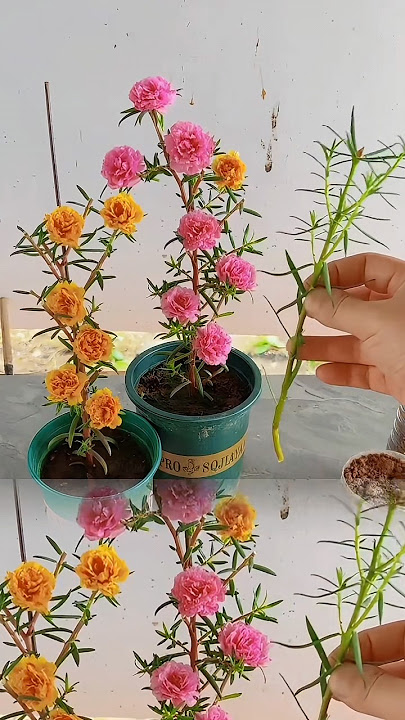 Beautiful gardening ideas at home, #flowers #gardening #shorts