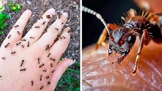 🐛😫 От Этой Гусеницы Лучше Держаться Подальше