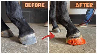 Fixing a DEFORMED foal | Flexural limb deformity