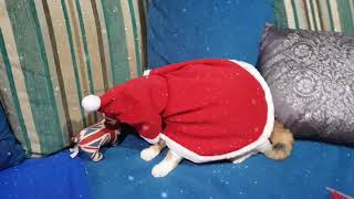MimingTheCatTV | The Cloak | Little Red Riding Hood screenshot 5