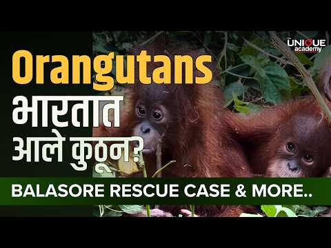भारतात Orangutans कुठून आले? | Balasore Rescue Case | CITES & Wildlife Protection Act