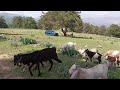 Zirvede Keçi sürüsü yayılımda 🌿🐏🐐🌿 @organikhalepkeçiçifliği