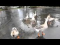 وز وبط جائع  ... كاليفورنيا            Beautiful Geese and Ducks