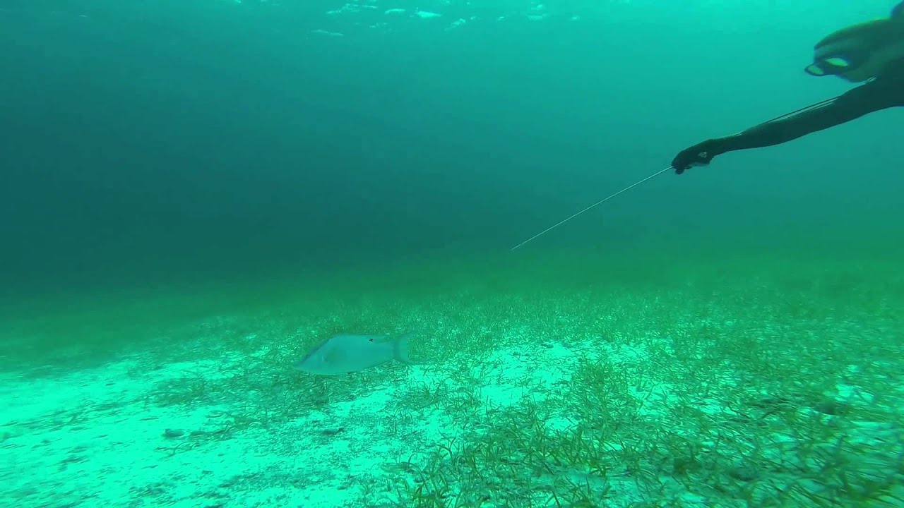 video phone beyonce mp3 Up close Hog shot!