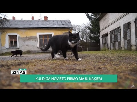 Video: Piena Dziedzeru Palielināšanās Kaķiem