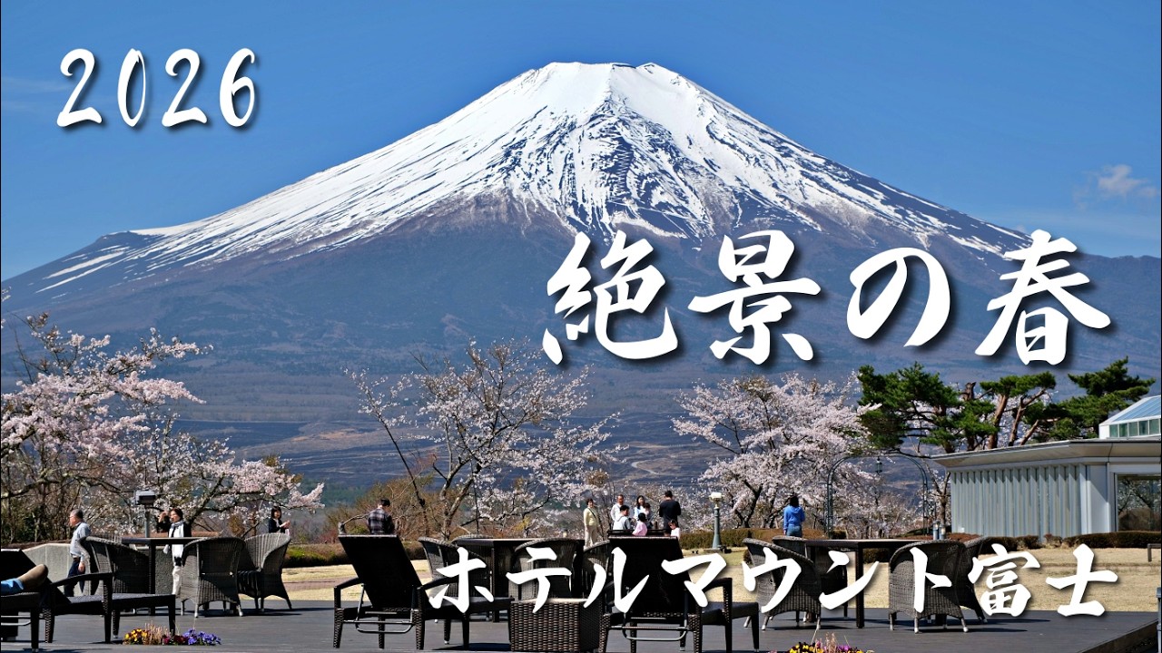 絶景】天空の桜🗻ホテルマウント富士から望む絶景の春2026｜Mt. Fuji