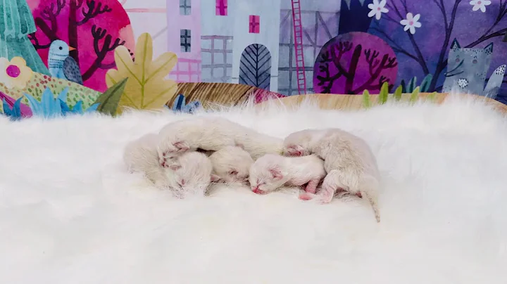 Video 11376801: mink kitten, bicolor mink, adorable newborn kittens