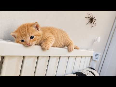 Compilation reaction Funniest Cats and Dogs Videos 2026 😹 Part 36 | Pet Green