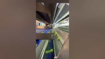 Tomra 5B - optical celery sorting