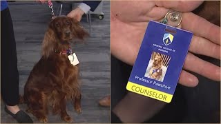 Phoenix nursing school enlists therapy dog to help students
