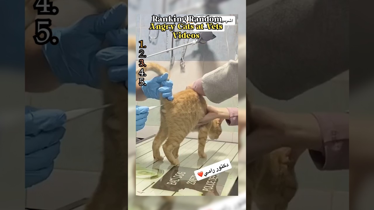 RANKING ANGRY CATS at the Vet 😾💉 #shorts
