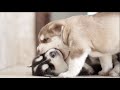 Husky Puppies That Will Make You Laugh Countless Times - Funny and Cute Husky Puppy Moments