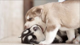 Husky Puppies That Will Make You Laugh Countless Times - Funny and Cute Husky Puppy Moments by Puppies Planet 217,538 views 1 year ago 10 minutes, 38 seconds