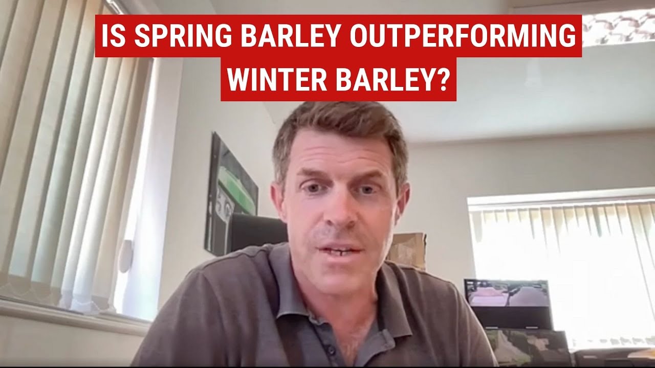 Is spring barley outperforming winter barley?