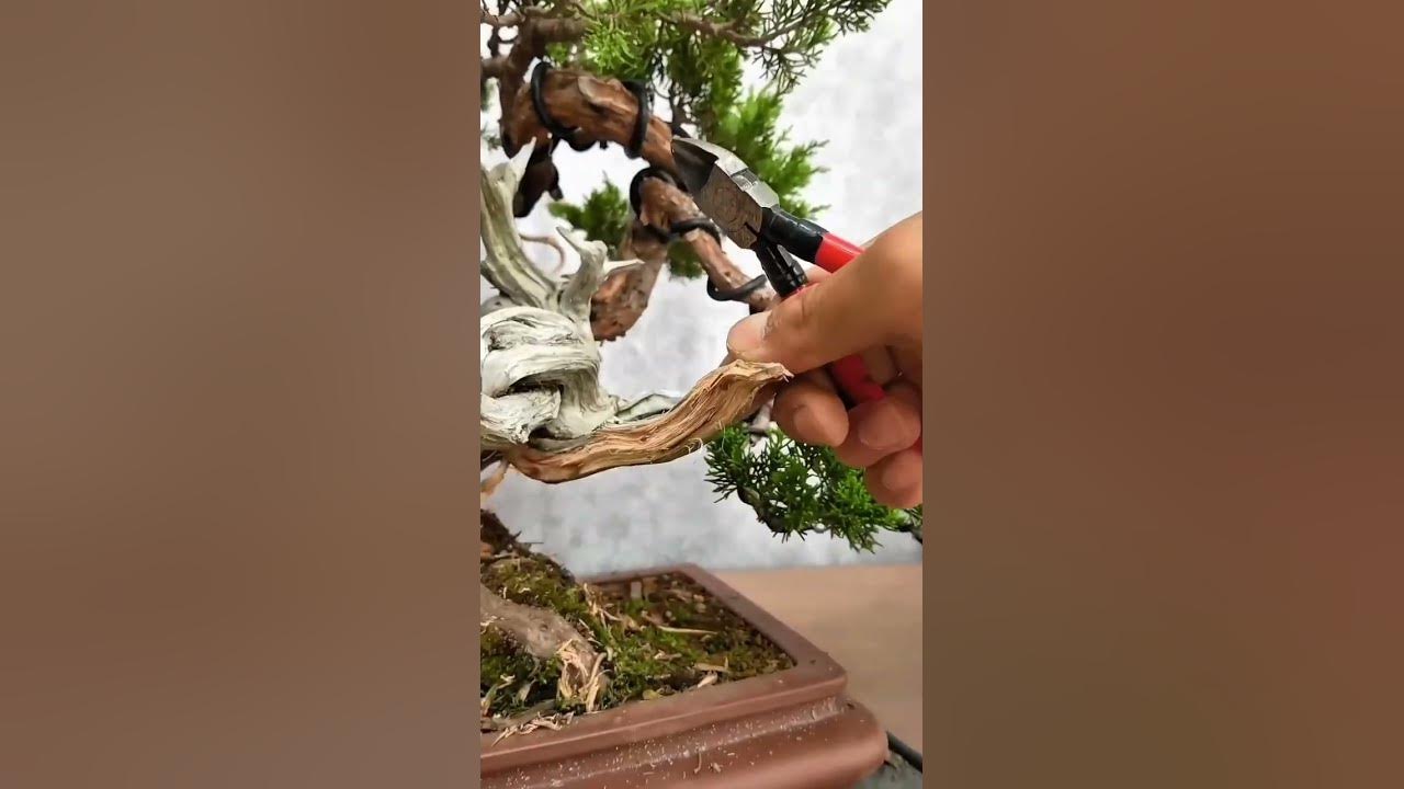 Gambar ilustrasi teknik pengelupasan kulit batang bonsai dalam teknik pengelupasan kulit batang bonsai: metode dan proses