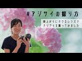 【雨上がりのアジサイ・撮影のポイント解説】105mmF2.8マクロを持って、私なりの紫陽花撮影のコツを紹介。光の読み方・カメラ設定・あると便利なアイテムって？こちゃっこ成長中【NikonD850】