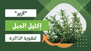 إكليل الجبل لتقوية الذاكرة: تعرف على الحقيقة الكاملة !