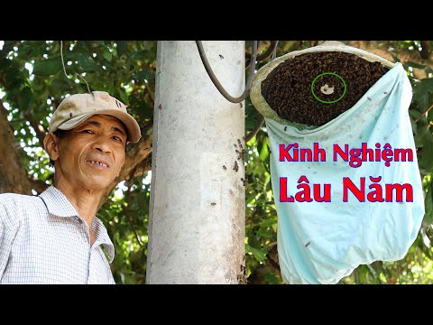 Video ???? Bật Mí kinh nghiệm cách bắt Ong Mật trong cột điện... - youtube