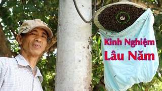 🐝 How to catch Honey Bee queen