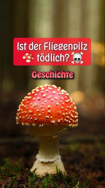🍄 Ist der Fliegenpilz tödlich? 🍄fliegenpilz flyagaric muscimol 