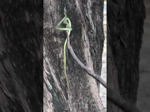 Incredible Tree Climbing Snake In Thailand #shorts - YouTube