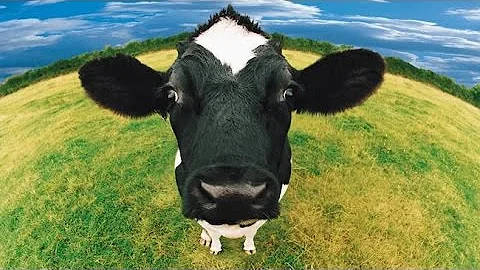 Cow Sounds