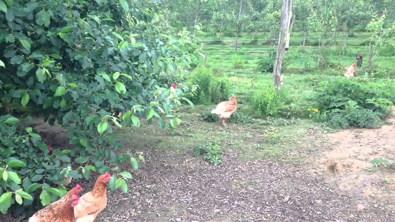 Chickens at Brambletye biodynamic farm YouTube