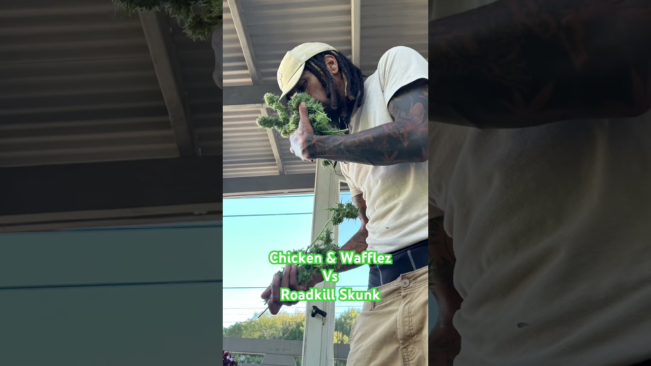 Outdoor Grow… Nothing For Sale!!!!!!! 