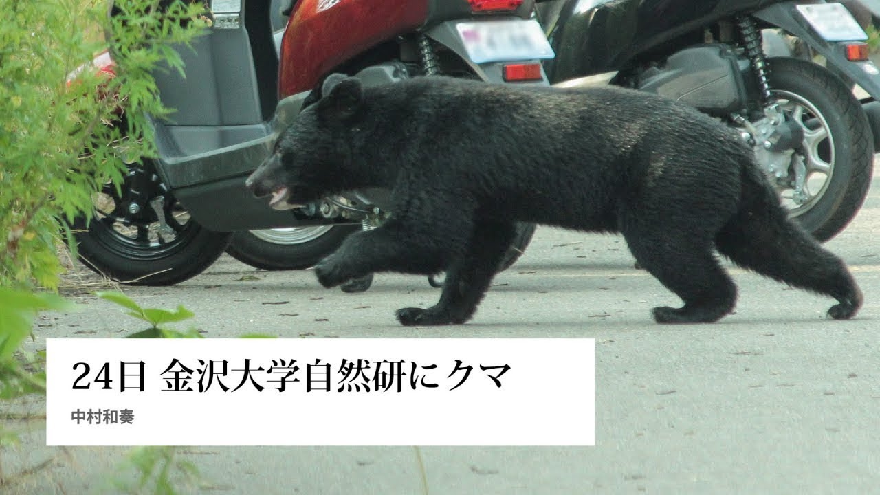 大学 熊