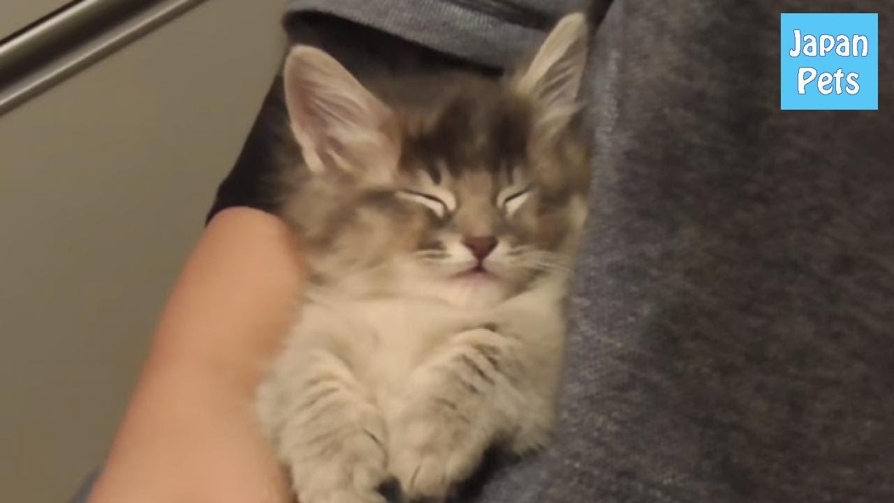 pets at home 飼い主さんのポケットの中で大爆睡!な子猫がめっちゃ可愛すぎる! - Japan Pets