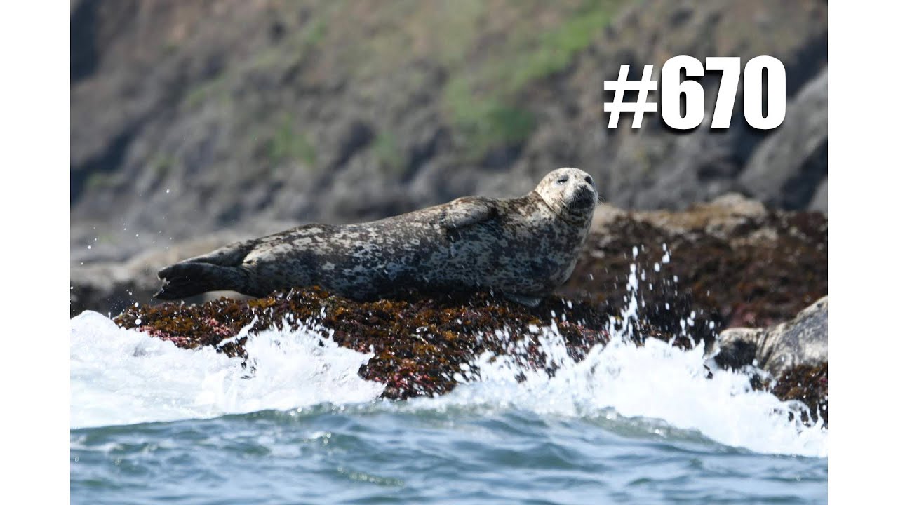 Episode 670 [Hokkaido Trip] Observing Harbor Seals from a Kelp