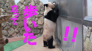 アドベンチャーワールド・結浜が朝からお腹空いて猛アピール お姉さん早くして~もうがまん出来ないよ~ 二足歩行も