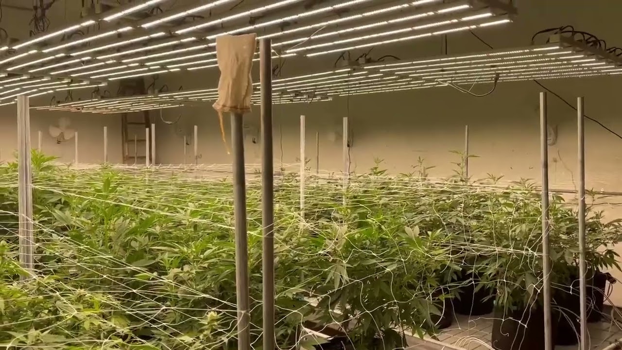 大麻weed420《222》