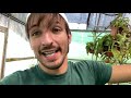 ¿Como conseguir jarros grandes en Nepenthes? Poda y mantenimiento |Carniplant 🌱
