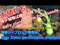 【お値打ち！】希少植物は種から育てる。ジップロック発芽法。ボーカルネア・グラキリス実生。パート１