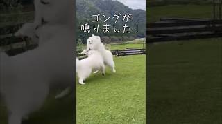 サモエド ラルジュ  㐂久屋さんのドッグランを満喫!#サモエド #大型犬#㐂久屋#きくや