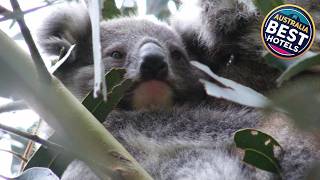 Mountain Rivers Tourist Park - Rawson | Gippsland Region, Australia | Hotel Review 🏩 | Australia Best Hotels