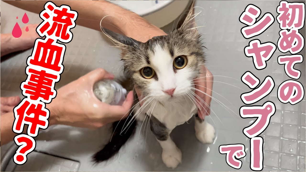 子猫を初めてシャンプーしたら流血しました【ノルウェージャンフォレストキャット】【お風呂】