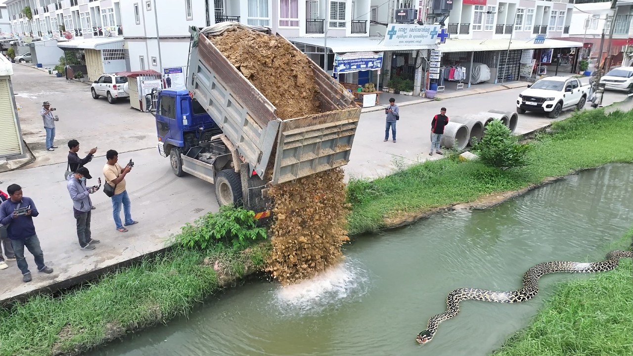 Wonderful, another and interesting project. By Dozer D31P. Filling the ditch.