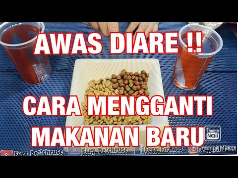 Video: Cara Mengganti Makanan Anjing