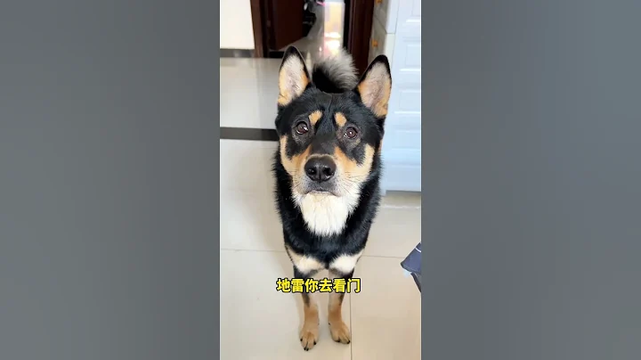 大学生在哪里？狐狸要遛吗？ - 天天要闻